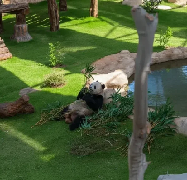 Panda House Al Khor with Zoo Tour