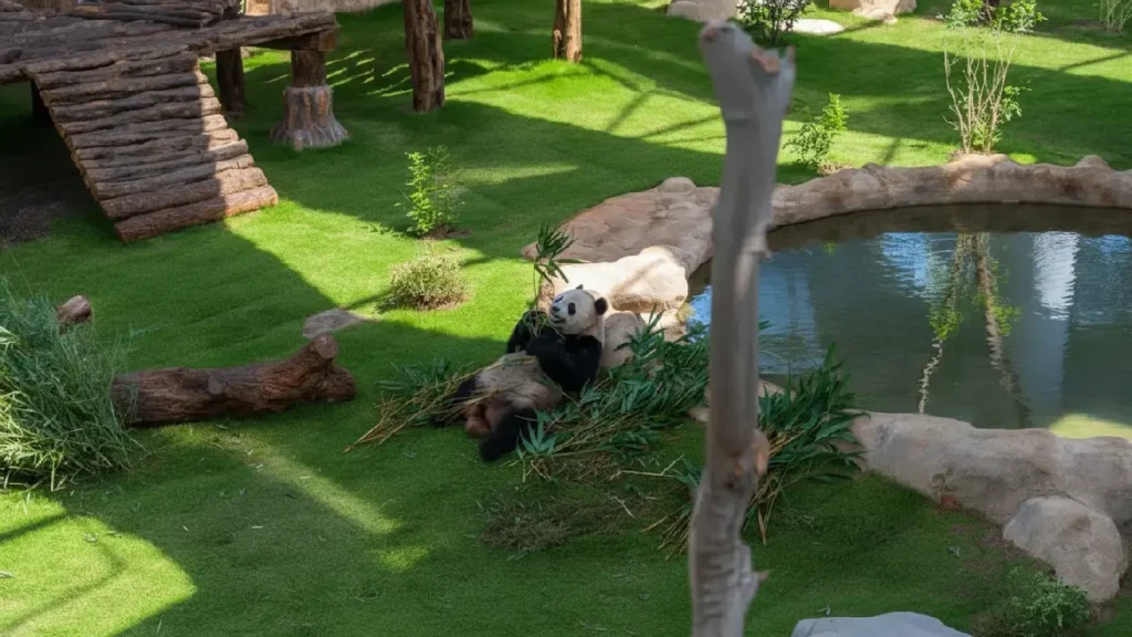Panda House Al Khor with Zoo Tour