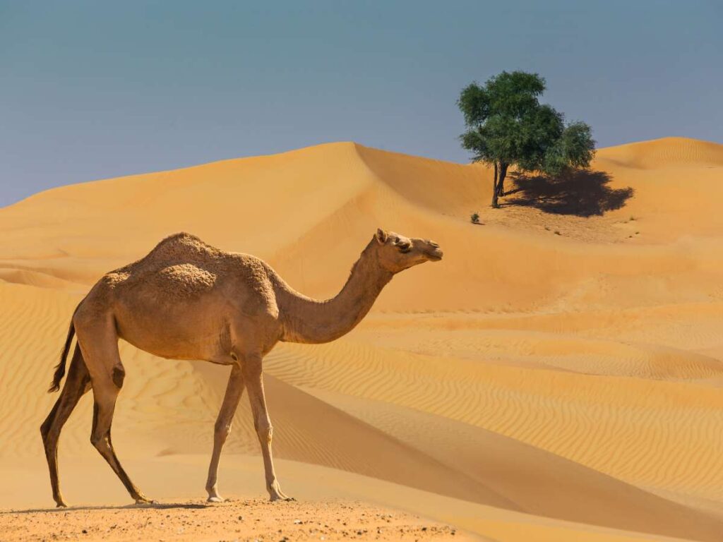 Camel